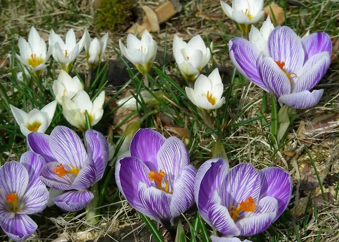 Guest house Lamprechtbauer Kotschach-Mauthen