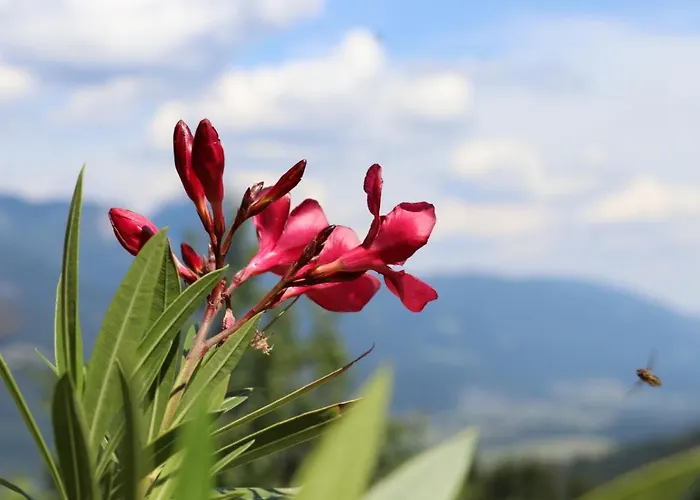 Lamprechtbauer Guest house 3*